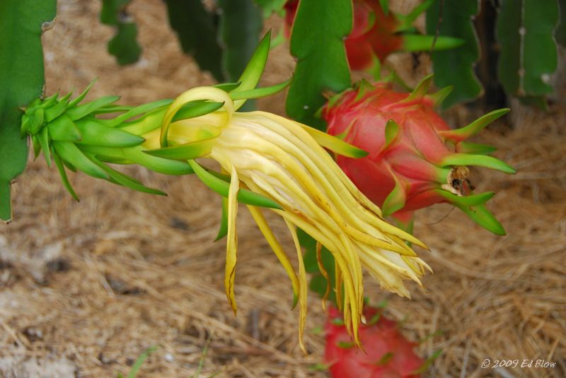 Dragon Fruit & Flower.jpg